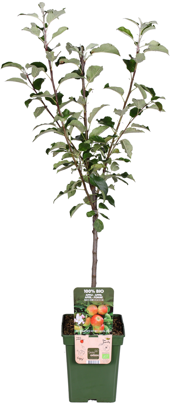 Appelboom (Malus domestica elstar)