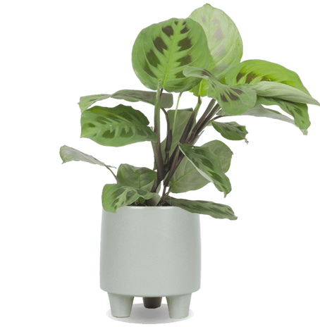 Maranta leuconeura kerchoveana (Gebedsplant) (S)
