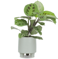 Maranta leuconeura kerchoveana (Gebedsplant) (S)