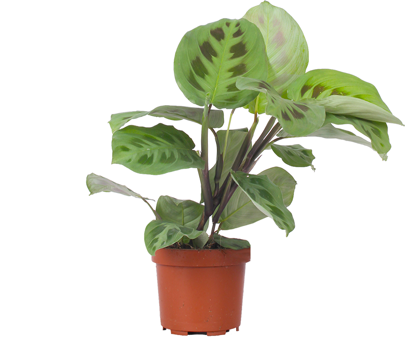 Maranta leuconeura kerchoveana (Gebedsplant) (S)