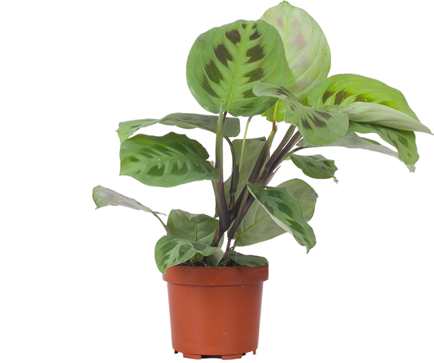 Maranta leuconeura kerchoveana (Gebedsplant) (S)