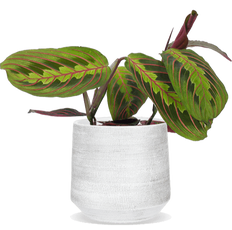 Maranta leuconeura fascinator tricolor (Gebedsplant) (S)