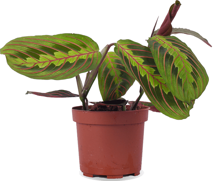 Maranta leuconeura fascinator tricolor (Gebedsplant) (S)