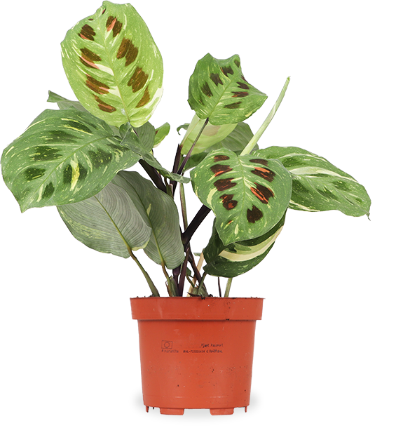 Maranta kerchoveana variegata (Gebedsplant) (S)