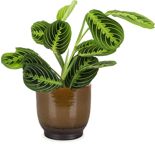 Maranta lemon lime (Gebedsplant) (S)