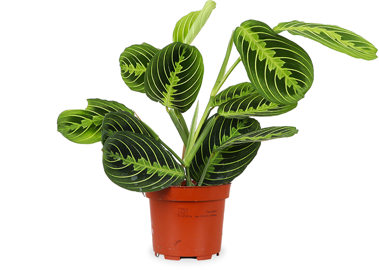 Maranta lemon lime (Gebedsplant) (S)