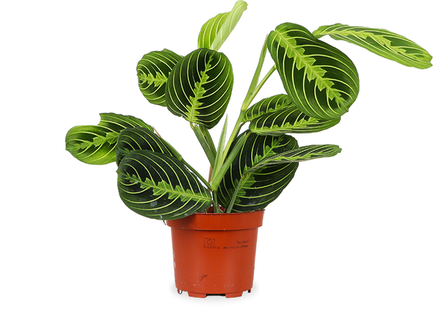 Maranta lemon lime (Gebedsplant) (S)