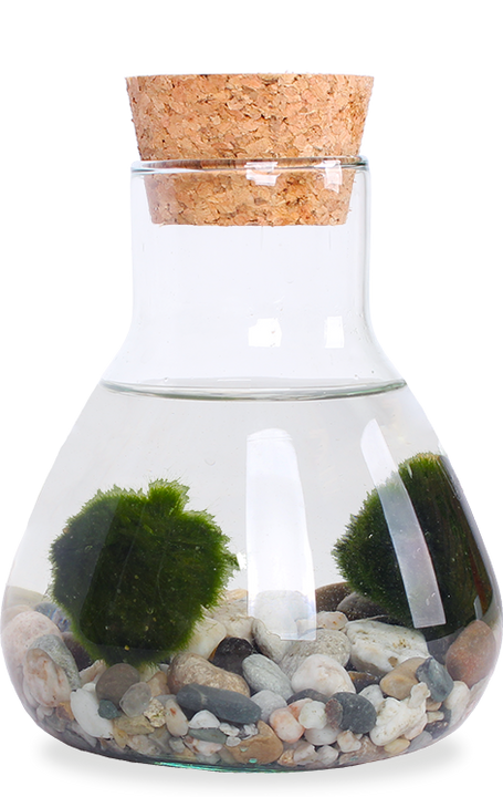 Aegagropila linnaei (Marimo moss ball) (XS)