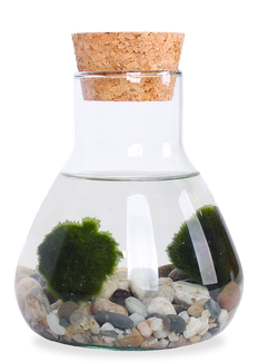 Aegagropila linnaei (Marimo moss ball) (XS)