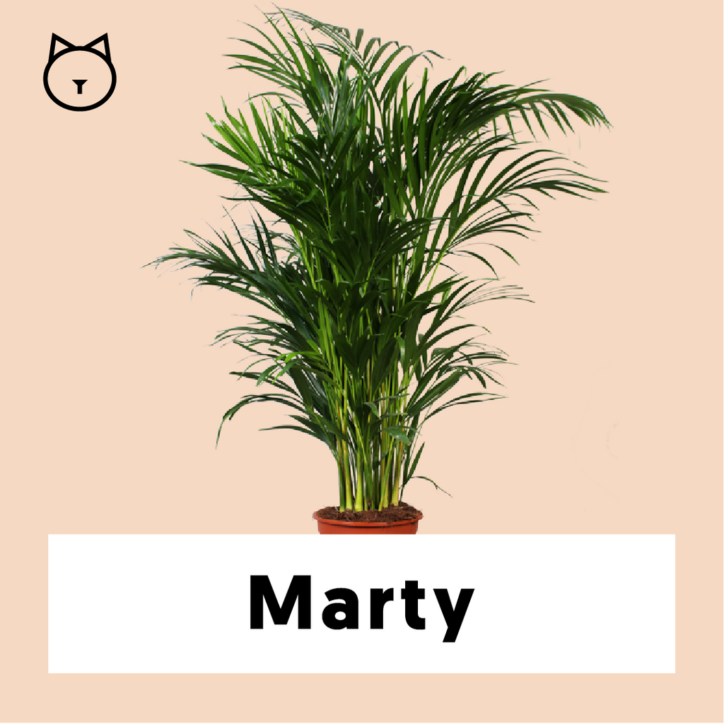 areca palm kopen Areca palm (Goudpalm) kopen