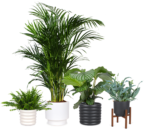 TEST Native Bundles - Plant A