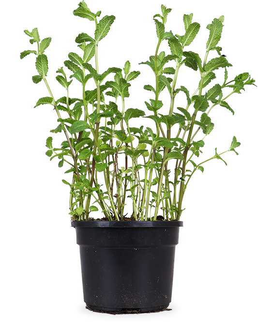 Munt (Mentha spicata)