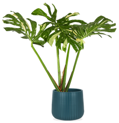 Monstera thai constellation (Gatenplant) (M)