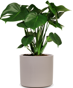 Monstera deliciosa (Gatenplant) (M)