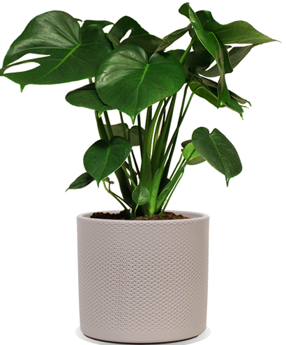 Monstera deliciosa (Gatenplant) (M)