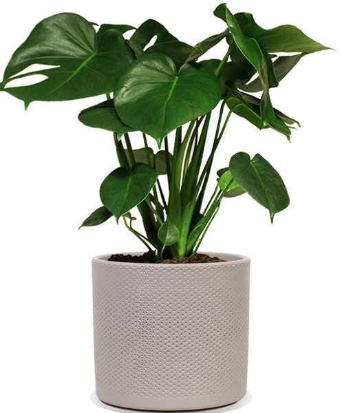 monstera plant kopen Monstera deliciosa (Gatenplant) kopen