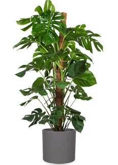 Monstera pertusum (Gatenplant) (XL)