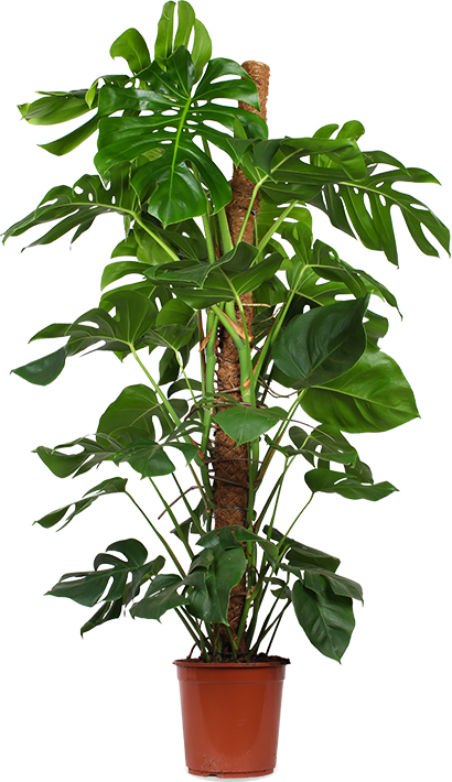Monstera pertusum (Gatenplant) (XL)