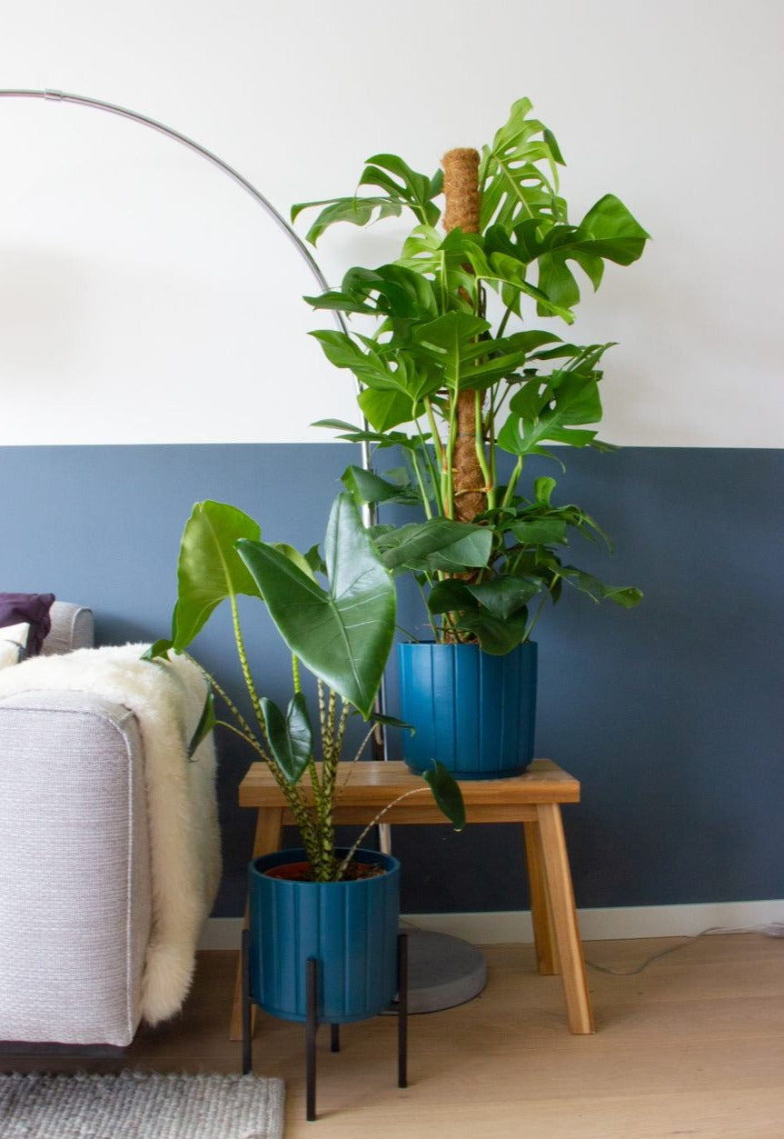 inspiratie