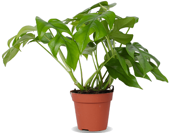 Rhaphidophora tetrasperma (Monstera minima) (S)