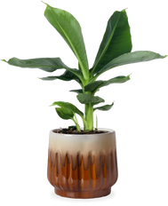 Musa oriental dwarf (Bananenplant) (S)