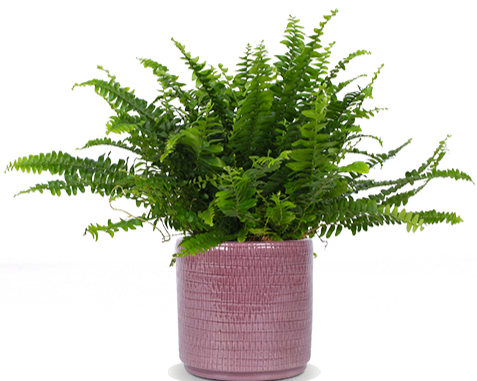 Nephrolepis (Krulvaren) (S)