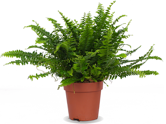 Nephrolepis (Krulvaren) (S)