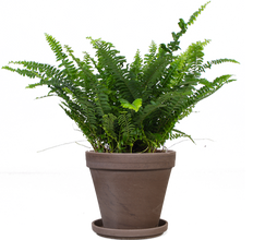 Nephrolepis (Krulvaren) (S)