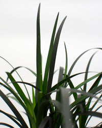 inspiratie-3