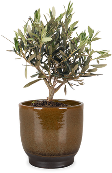 Olea (S) (Olijfboom)