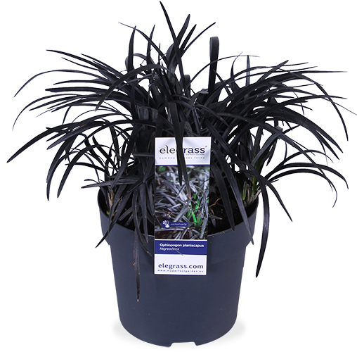 Ophiopogon planiscapus nigrescens (Slangebaard) (S)