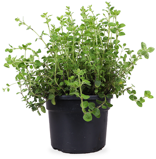 Oregano (Origanum vulgare)