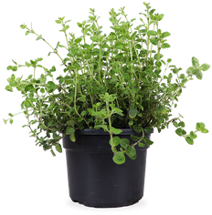 Oregano (Origanum vulgare)