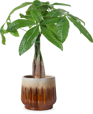 Pachira aquatica (Geldboom) (S)