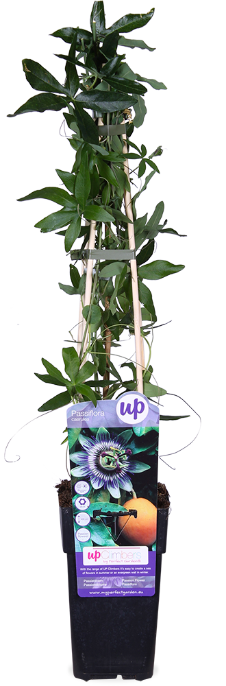 Passiebloem (M) Passiflora caerulea