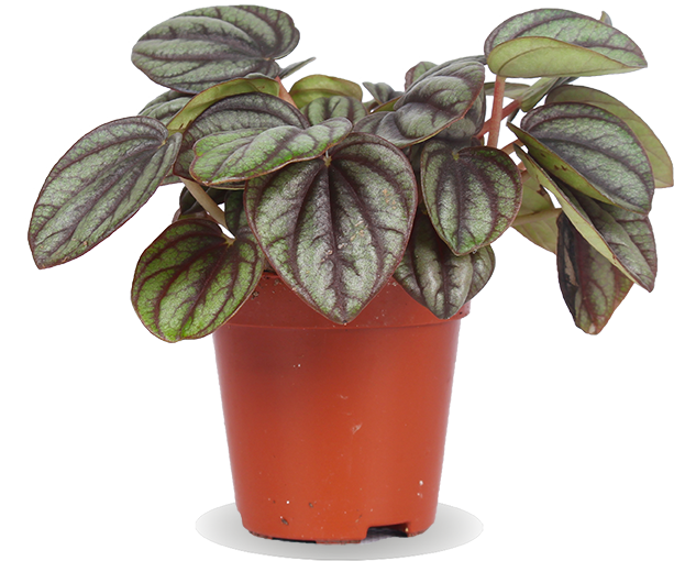 Peperomia piccolo (Dwergpeper) (XS)