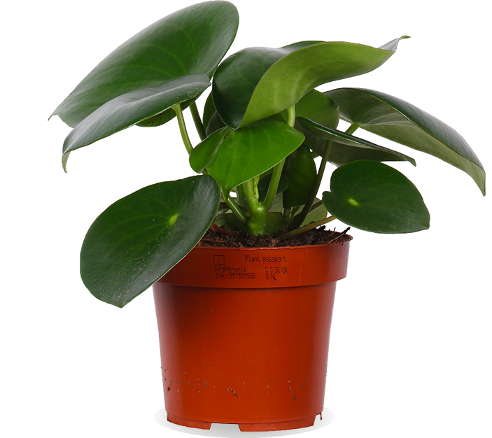 Peperomia polybotrya "raindrop" (Dwergpeper) (S)