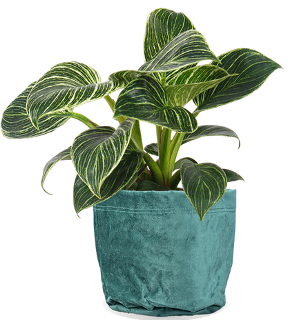 Philodendron birkin (S)