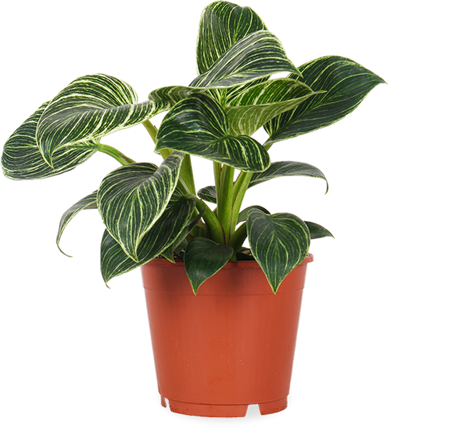 Philodendron birkin (S)