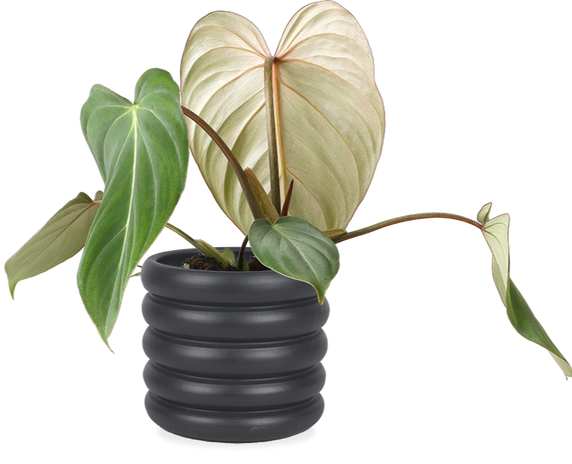 Philodendron gloriosum