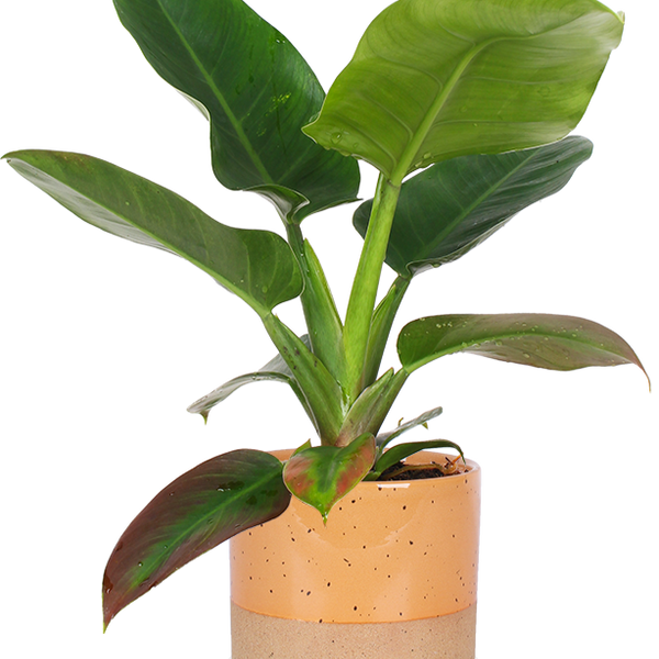 philodendron imperial green verzorging Philodendron imperial green (M)