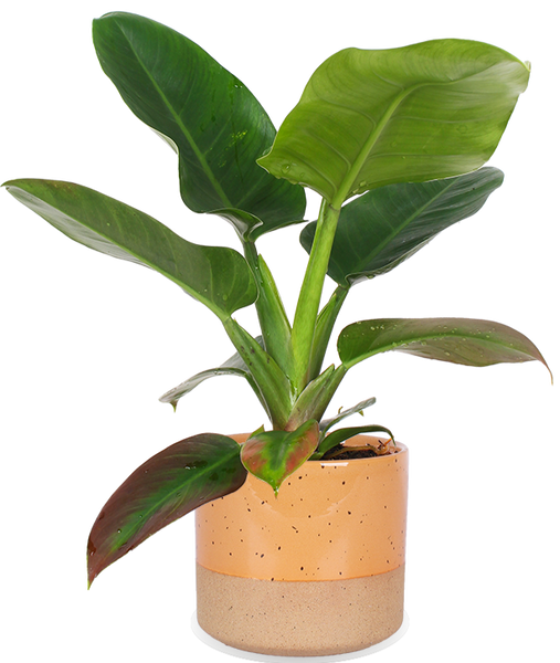 philodendron imperial green verzorgen Philodendron imperial green (M)