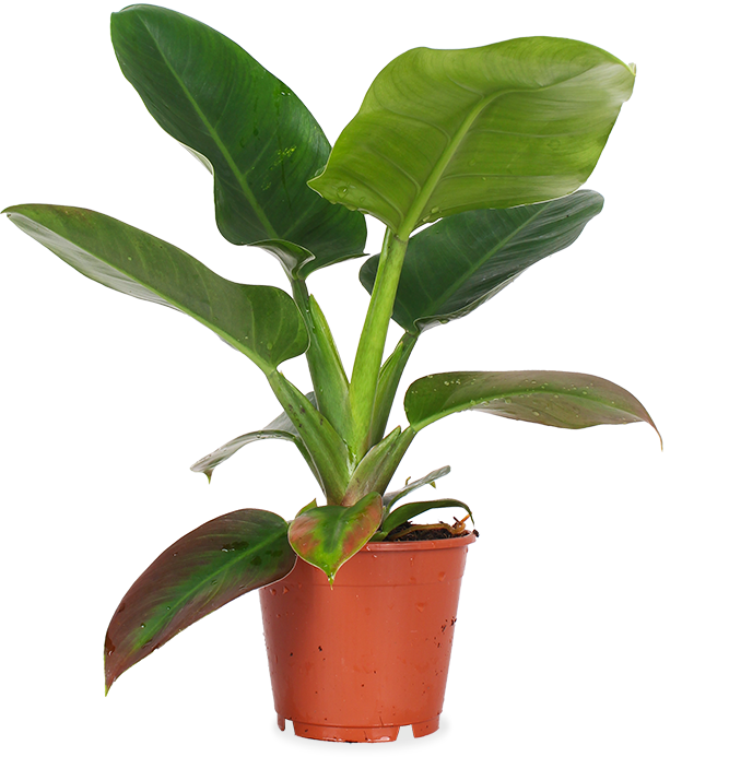 Philodendron imperial green (M)