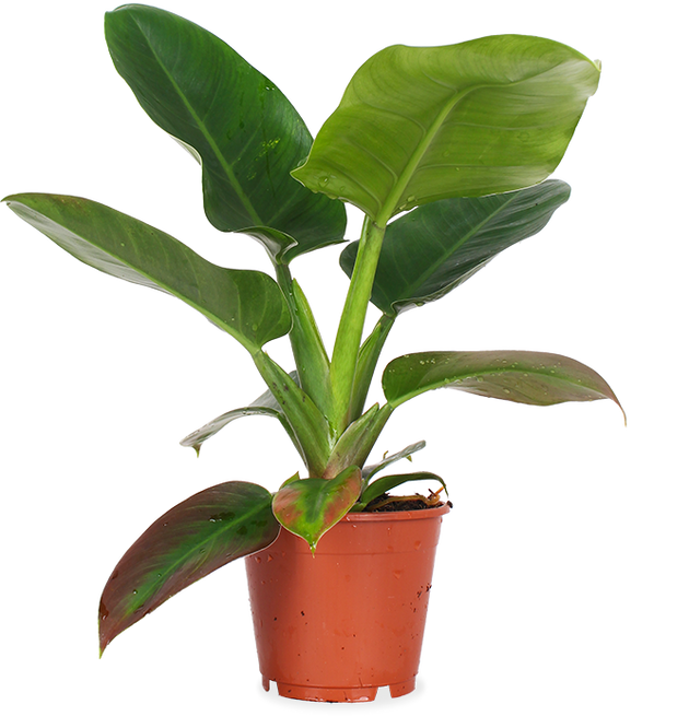 philodendron imperial green stekken Philodendron imperial green (M)