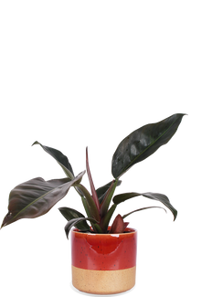 Philodendron imperial red (M)