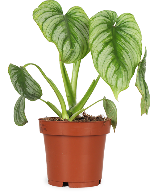 Philodendron mamei (S)