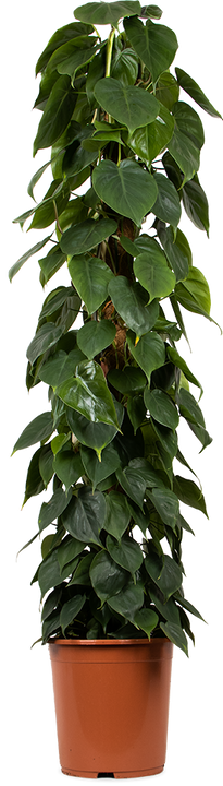 Philodendron scandens (Heartleaf philodendron) (XL)