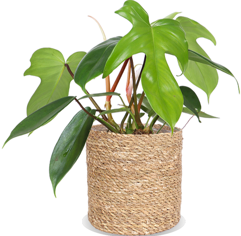 Philodendron florida green (S)