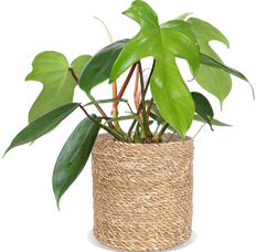 Philodendron florida green (S)