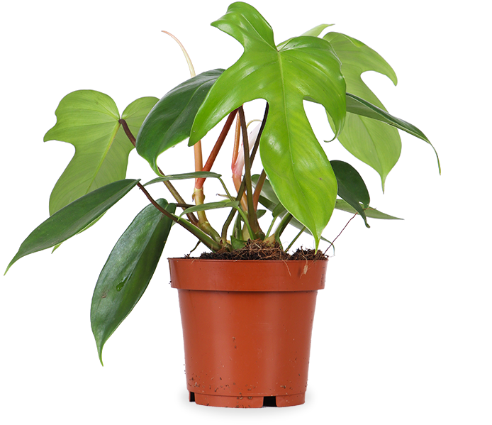 Philodendron florida green (S)